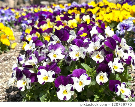 Flower bed with white and purple violas Flower bed with white and purple violas 120759770