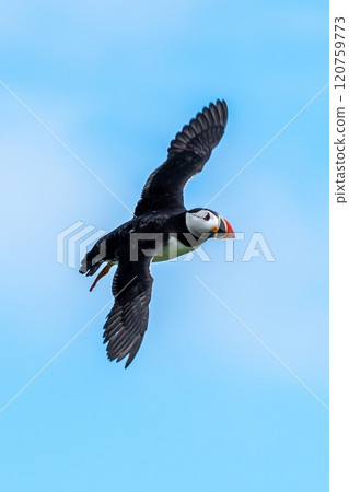 Seabird Species Atlantic Puffin (Fratercula arctica) Flies On The Isle Of May In The Firth Of Forth Near Anstruther In Scotland Seabird Species Atlantic Puffin (Fratercula arctica) Flies On The Isle Of May In The Firth Of Forth Near Anstruther In Scotland 120759773