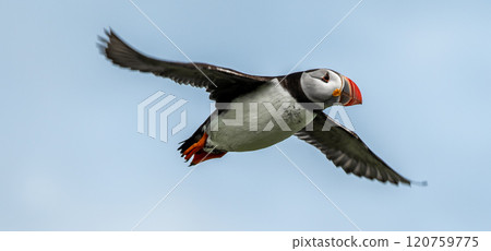 Seabird Species Atlantic Puffin (Fratercula arctica) Flies On The Isle Of May In The Firth Of Forth Near Anstruther In Scotland Seabird Species Atlantic Puffin (Fratercula arctica) Flies On The Isle Of May In The Firth Of Forth Near Anstruther In Scotland 120759775