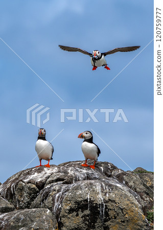 Group Of Seabird Species Atlantic Puffin (Fratercula arctica) On The Isle Of May In The Firth Of Forth Near Anstruther In Scotland 120759777