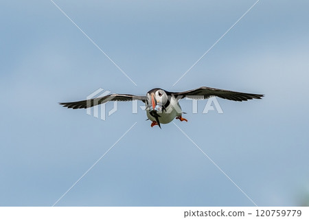 Seabird Species Atlantic Puffin (Fratercula arctica) With Sandeels Flies On The Isle Of May In The Firth Of Forth Near Anstruther In Scotland 120759779
