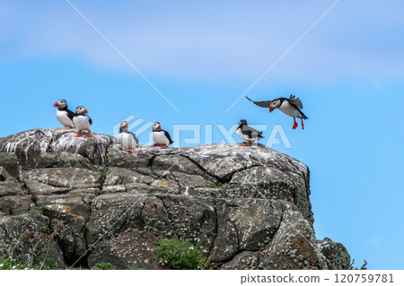 Group Of Seabird Species Atlantic Puffin (Fratercula arctica) On The Isle Of May In The Firth Of Forth Near Anstruther In Scotland Group Of Seabird Species Atlantic Puffin (Fratercula arctica) On The Isle Of May In The Firth Of Forth Near Anstruther In Scotland 120759781