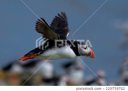 Seabird Species Atlantic Puffin (Fratercula arctica) Flies On The Isle Of May In The Firth Of Forth Near Anstruther In Scotland 120759782