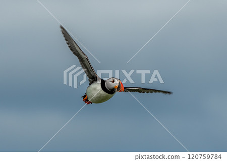 Seabird Species Atlantic Puffin (Fratercula arctica) Flies On The Isle Of May In The Firth Of Forth Near Anstruther In Scotland Seabird Species Atlantic Puffin (Fratercula arctica) Flies On The Isle Of May In The Firth Of Forth Near Anstruther In Scotland 120759784