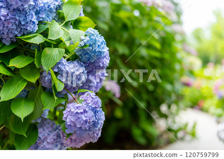 繡球花為雨季著色 繡球花為雨季著色 120759799