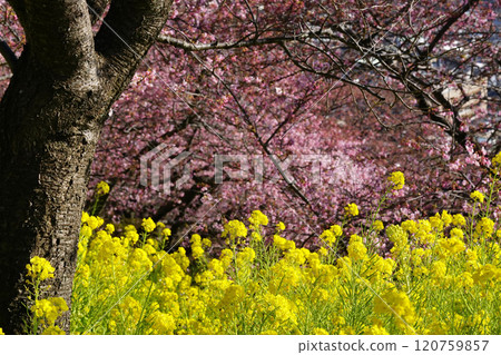 強姦花和Kawazu櫻桃樹 強姦花和Kawazu櫻桃樹 120759857