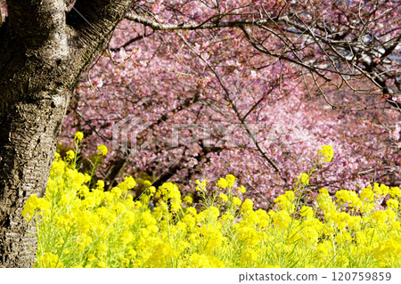 強姦花和Kawazu櫻桃樹 120759859