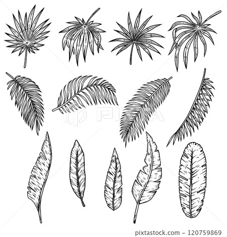 Set of illustrations of tropical leaves. Design element for poster, emblem, banner, sign, t shirt. Vector illustration Set of illustrations of tropical leaves. Design element for poster, emblem, banner, sign, t shirt. Vector illustration 120759869