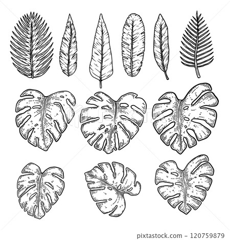 Set of illustrations of tropical leaves. Design element for poster, emblem, banner, sign, t shirt. Vector illustration Set of illustrations of tropical leaves. Design element for poster, emblem, banner, sign, t shirt. Vector illustration 120759879