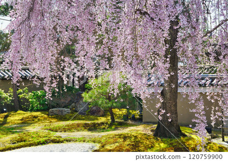 京都高台寺美麗的垂枝櫻花(京都府京都市東山區) 京都高台寺美麗的垂枝櫻花(京都府京都市東山區) 120759900