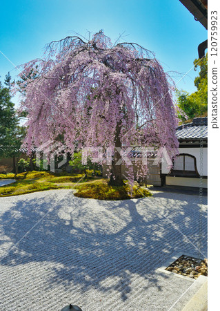 京都高台寺美麗的垂枝櫻花(京都府京都市東山區) 京都高台寺美麗的垂枝櫻花(京都府京都市東山區) 120759923
