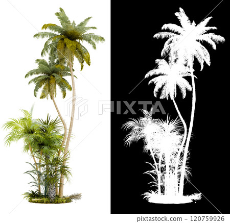 tropical tree isolated on white background with clipping path 120759926