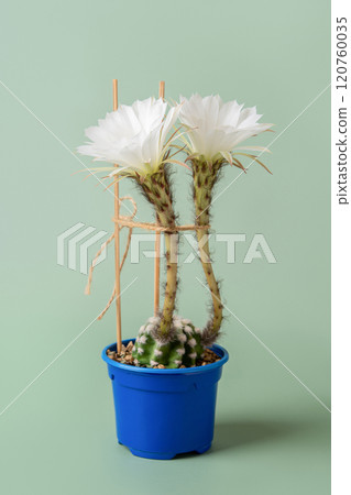 Small Easter lily cactus with two large flowers. Small Easter lily cactus with two large flowers. 120760035
