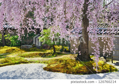 京都高台寺美麗的垂枝櫻花（京都府京都市東山區） 120760214