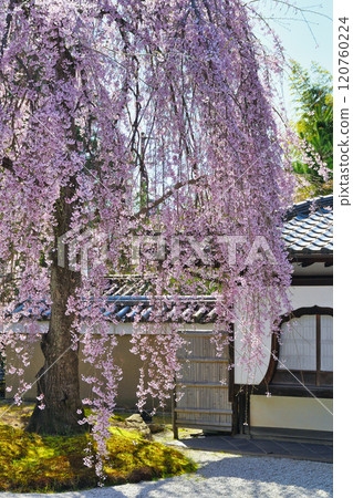 京都高台寺美麗的垂枝櫻花(京都府京都市東山區) 京都高台寺美麗的垂枝櫻花(京都府京都市東山區) 120760224