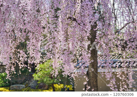 Beautiful weeping cherry blossoms at Kodaiji Temple in Kyoto (Higashiyama Ward, Kyoto City, Kyoto Prefecture) Beautiful weeping cherry blossoms at Kodaiji Temple in Kyoto (Higashiyama Ward, Kyoto City, Kyoto Prefecture) 120760306
