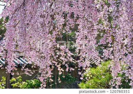 Beautiful weeping cherry blossoms at Kodaiji Temple in Kyoto (Higashiyama Ward, Kyoto City, Kyoto Prefecture) 120760351