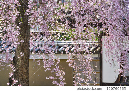 Beautiful weeping cherry blossoms at Kodaiji Temple in Kyoto (Higashiyama Ward, Kyoto City, Kyoto Prefecture) Beautiful weeping cherry blossoms at Kodaiji Temple in Kyoto (Higashiyama Ward, Kyoto City, Kyoto Prefecture) 120760365