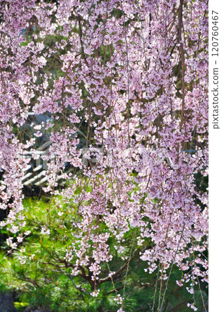 Beautiful weeping cherry blossoms at Kodaiji Temple in Kyoto (Higashiyama Ward, Kyoto City, Kyoto Prefecture) 120760467