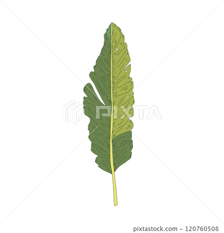 Tropical banana tree leaf hand drawn style. Vector illustration. Tropical banana tree leaf hand drawn style. Vector illustration. 120760508