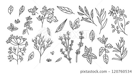 Culinary herbs set. Parsley, basil thyme, mint and oregano pack. Vector hand drawn doodle collection illustration isolated on white background. 120760534