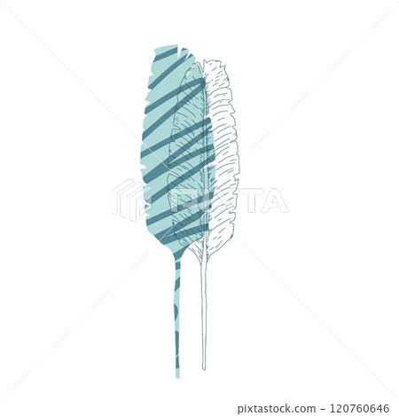 Tropical stylized banana leaf isolated on white background. Creative minimalist art. Vector hand drawn illustration. 120760646