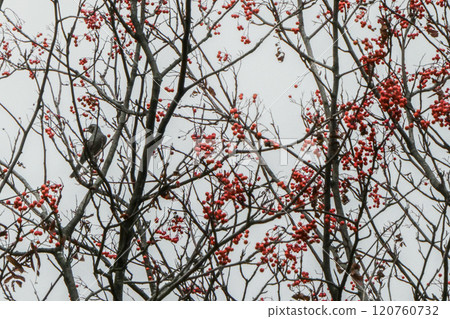 A brown-eared bulbul pecks at a fallen azuki pear tree at Tsukigaoka Park in Morioka, Iwate Prefecture. 120760732