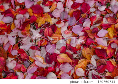 岩手縣盛岡市月之丘公園,紅小梨葉落下,猶如玫瑰花瓣般鋪成地毯 岩手縣盛岡市月之丘公園,紅小梨葉落下,猶如玫瑰花瓣般鋪成地毯 120760733