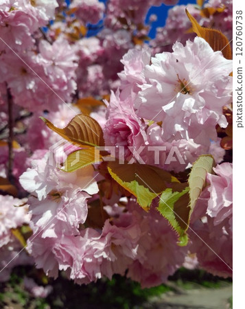 pink flowers of cherry blossom 120760738