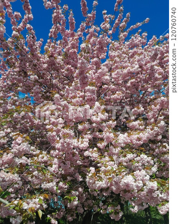 pink flowers of cherry blossom 120760740