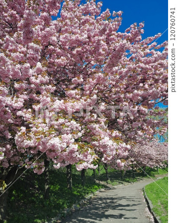 pink flowers of cherry blossom pink flowers of cherry blossom 120760741
