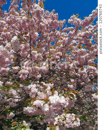 pink flowers of cherry blossom 120760743