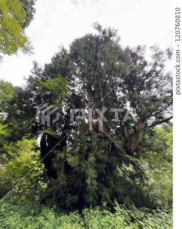 Horasugi (Horasugi group, Uozu City, Toyama Prefecture) Horasugi (Horasugi group, Uozu City, Toyama Prefecture) 120760810