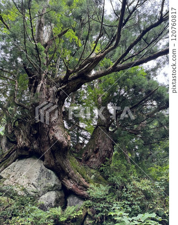 Horosugi（Horosugi 集團*富山縣魚津市） 120760817