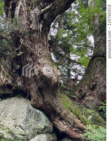 Horosugi（Horosugi 集團*富山縣魚津市） 120760818