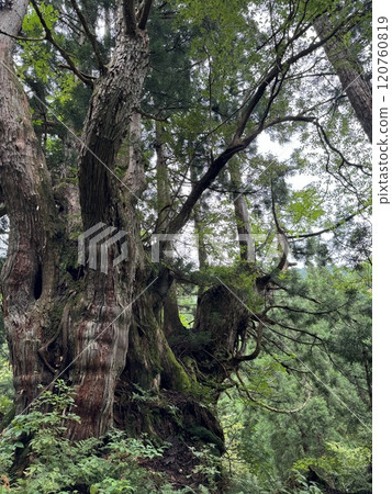 Horosugi（Horosugi 集團*富山縣魚津市） 120760819