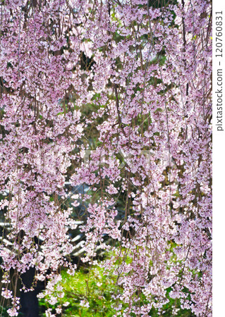Beautiful weeping cherry blossoms at Kodaiji Temple in Kyoto (Higashiyama Ward, Kyoto City, Kyoto Prefecture) 120760831