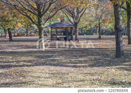 A gazebo and natural plaza - sunlight filtering through the trees and fallen leaves A gazebo and natural plaza - sunlight filtering through the trees and fallen leaves 120760849