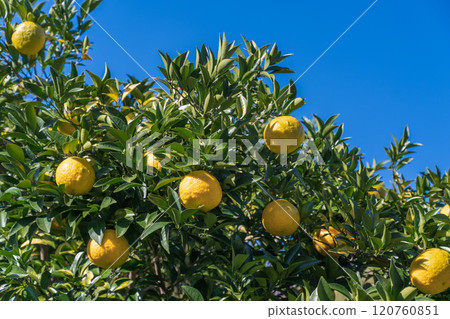 Cultivating yuzu in a home garden Cultivating yuzu in a home garden 120760851