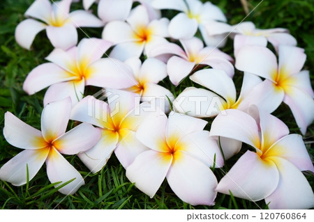 white plumeria flower 120760864