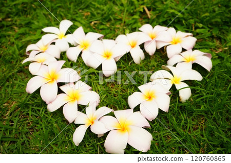white plumeria flower white plumeria flower 120760865