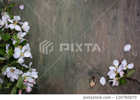Blooming apple tree. Spring background 120760870