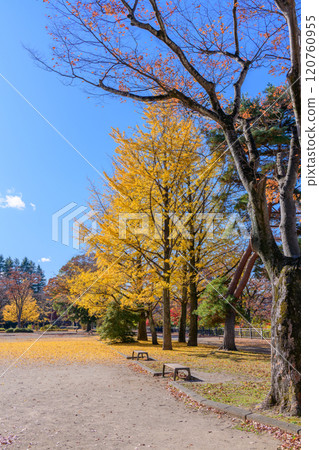Walking in Sendai, the city of trees in late autumn 120760955