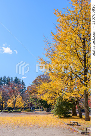 漫步仙台深秋森林 120760956