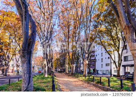 漫步仙台深秋森林 漫步仙台深秋森林 120760967