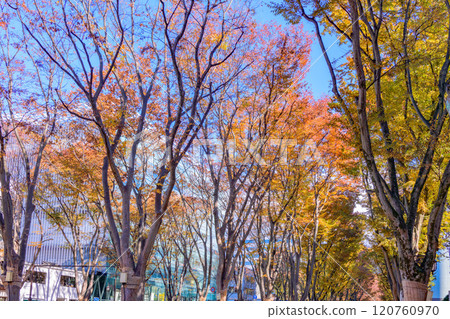 漫步仙台深秋森林 120760970