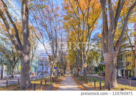 漫步仙台深秋森林 120760971