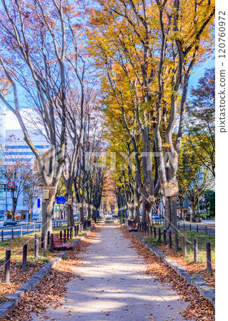 漫步仙台深秋森林 120760972