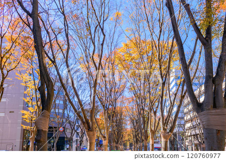 Walking in Sendai, the city of trees in late autumn 120760977