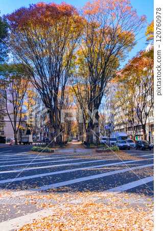 Walking in Sendai, the city of trees in late autumn 120760978